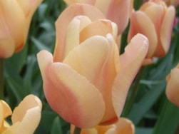 Keukenhof (82)